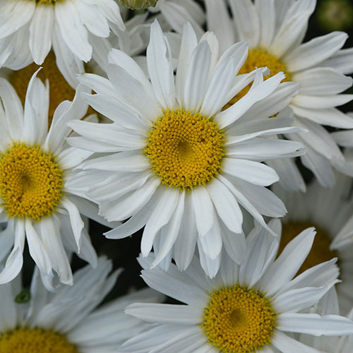 Daisy Shasta Dwarf Snow Lady 1G