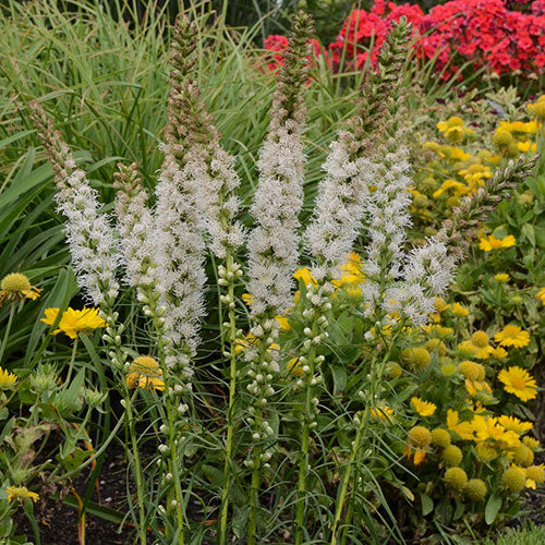 Liatris Blazing Star Floristan White 1G