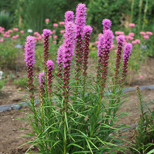 Liatris Blazing Star Kobold 3.5" Pot