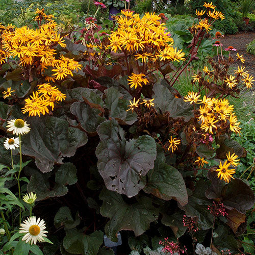 Ligularia Midnight Lady 1G