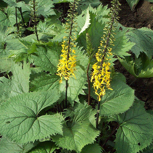 Ligularia The Rocket 1G