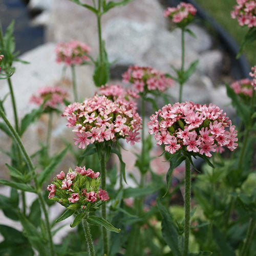 Maltese Cross Dusty Pink  1G