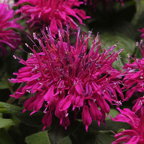 Monarda Grand Marshall  Bee Balm 3.5" Pot