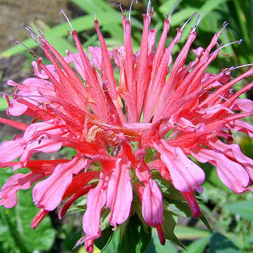 Monarda Coral Reef Bee Balm 4.5" Pot