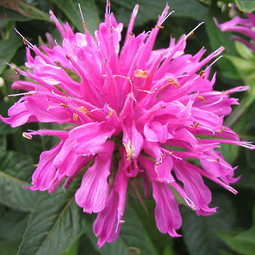 Monarda Grand Parade® Bee Balm 3.5" Pot