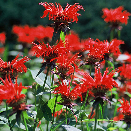 Monarda Gardenview Scarlet Bee Balm 1G