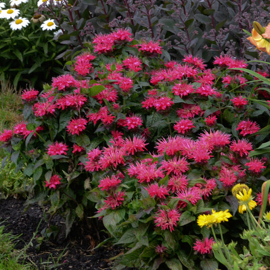 Monarda Sugar Buzz Cherry Pops Bee Balm 1G