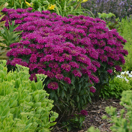 Monarda Sugar Buzz® Grape Gumball Bee Balm 1G