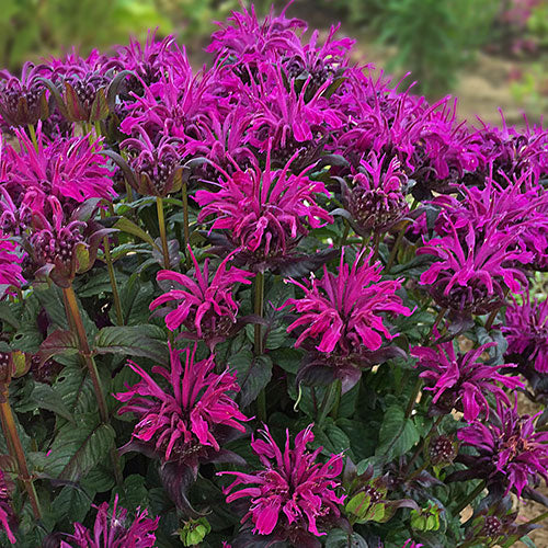 Bee Balm Monarda Sugar Buzz® Rockin' Raspberry 1G