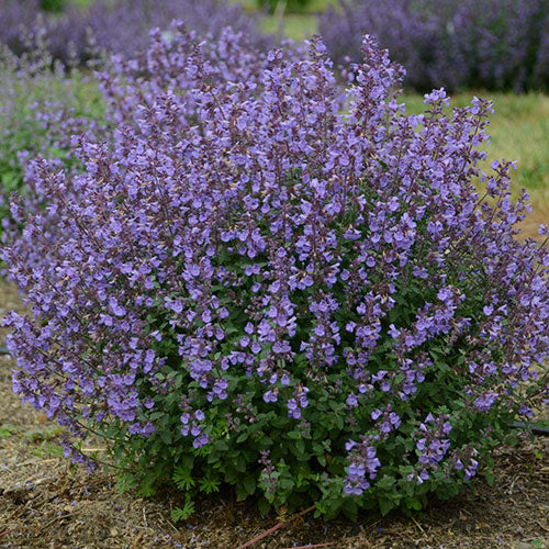 Catmint Kitten Around 1G
