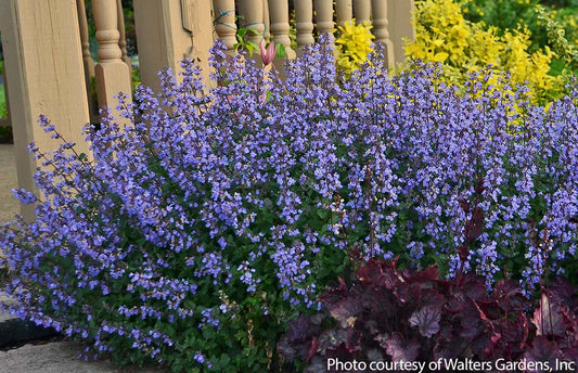 Catmint Dropmore 1G