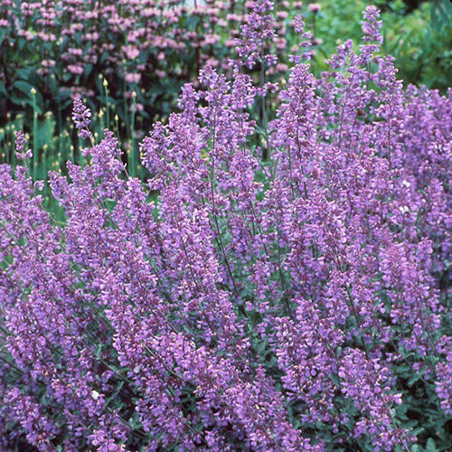 Catmint Walker's Low 1G
