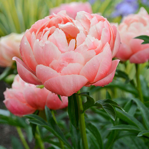 Peony Coral Charm 1G