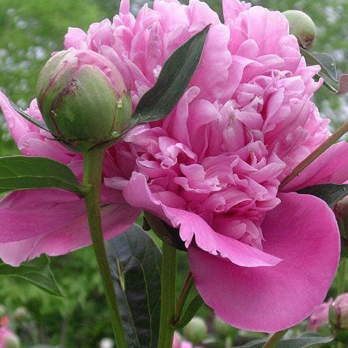 Peony Edulis Superba Garden 1G