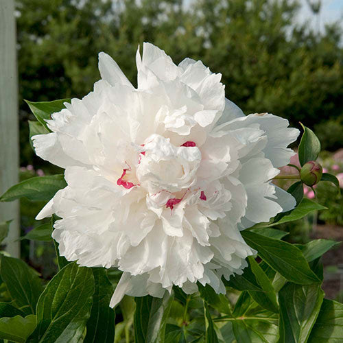 Peony Festiva Maxima 1G