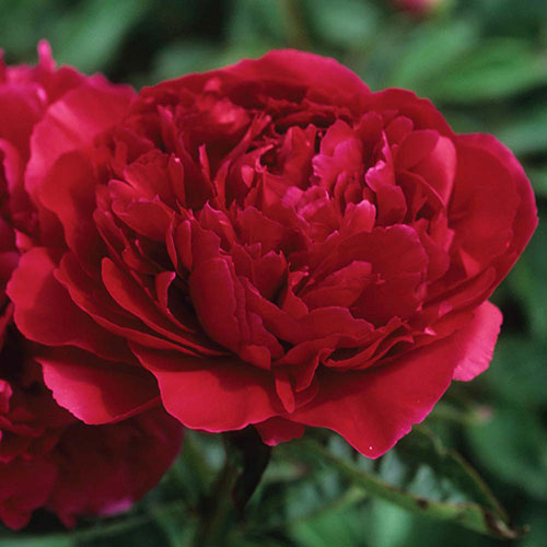 Peony Karl Rosenfield 1G