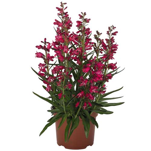 Penstemon Pristine Deep Rose Beardtongue 1G