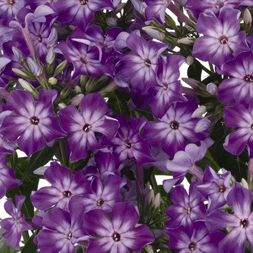 Phlox Flame Purple Eye 1G