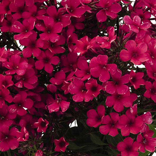 Phlox Early® Red Summer 1G