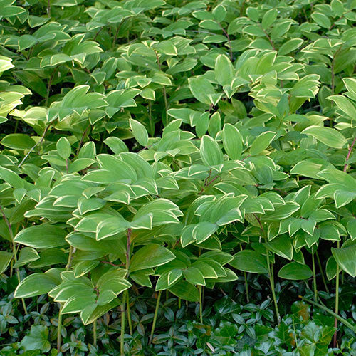 Solomon's Seal Variegated 1G
