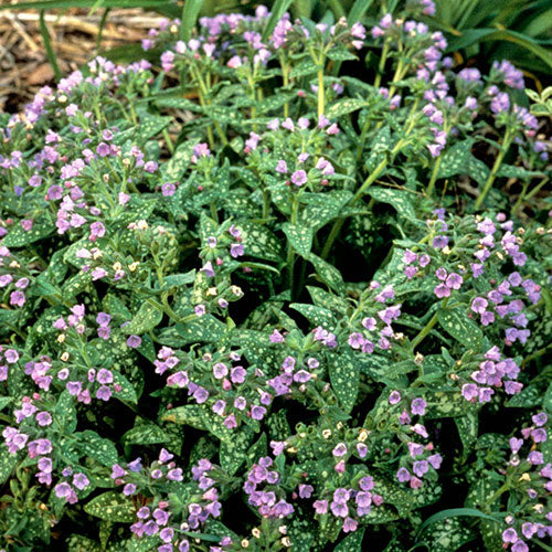 Pulmonaria Mrs. Moon  Lungwort 1 Gallon