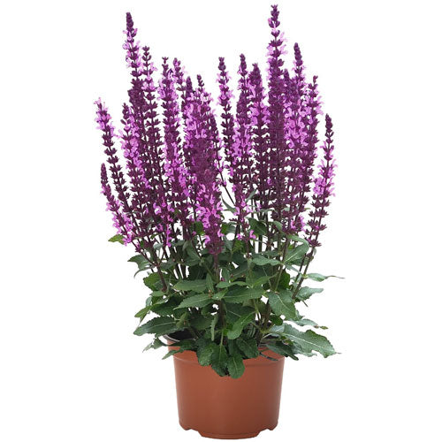 Salvia Midnight Rose Sage 1G