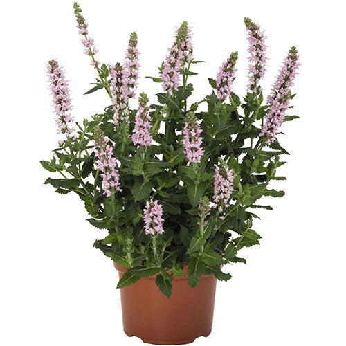 Salvia Salute® Light Pink Sage 1G