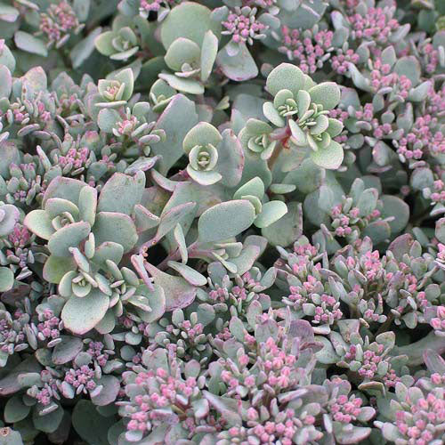 Sedum Lidakense 4" Pot