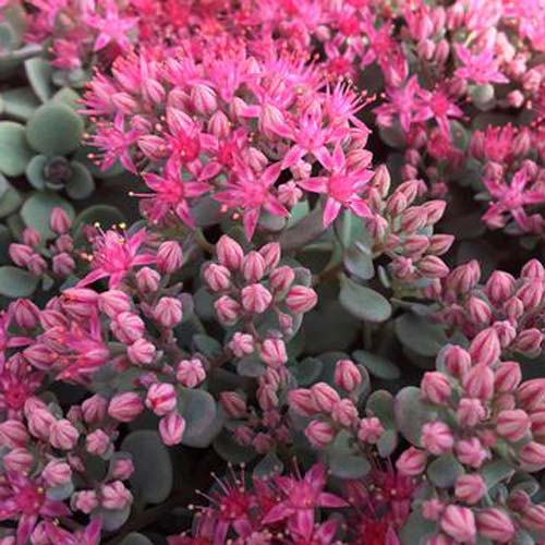 Sunsparkler® Cosmic Comet Stonecrop 1G