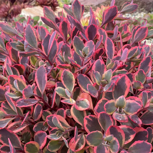 Sedum Dazzling Dynamite 4" Pot