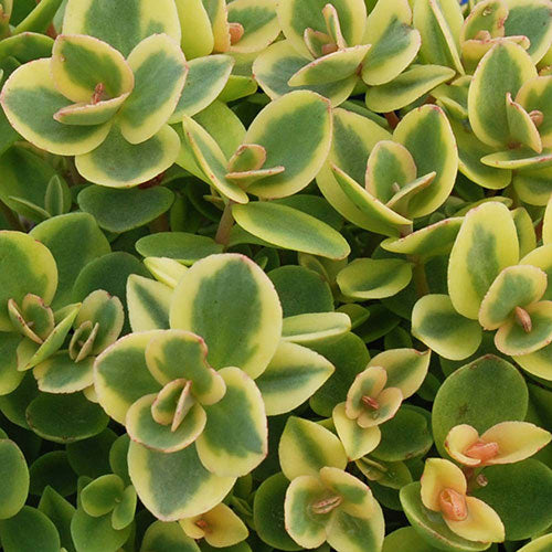 Sedum Sunsparkler Lime Twister 1G