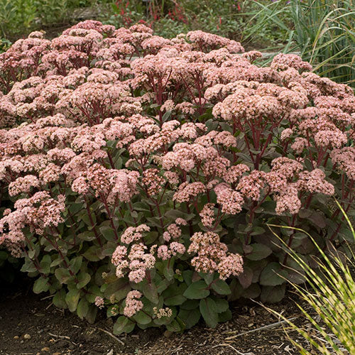 Sedum Matrona Stonecrop 4.5" Pot