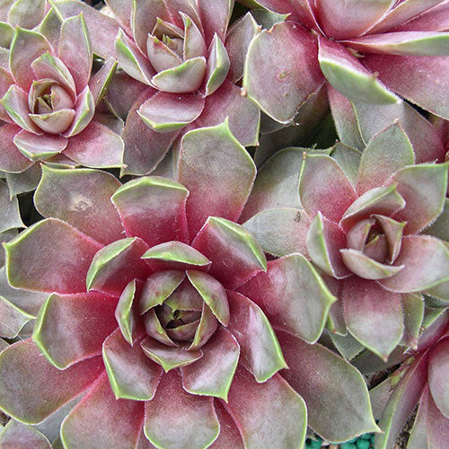 Hens & Chicks Purple Beauty 4" Pot