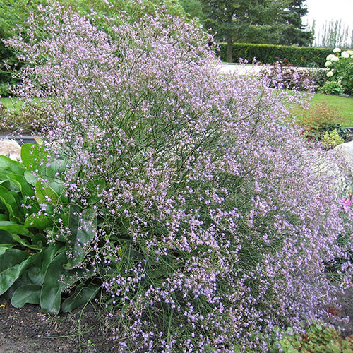 Sea Lavender Statice 1G