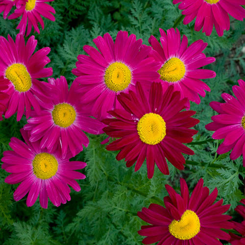 Painted Daisy Robinson Red 1G