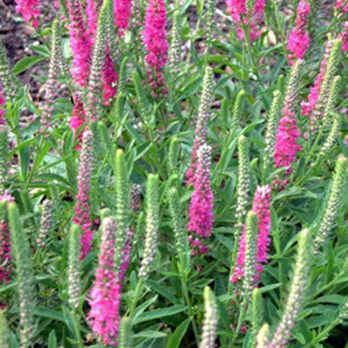 Veronica Red Fox Speedwell 4.5