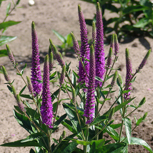 Veronica Purplegum Speedwell 1G