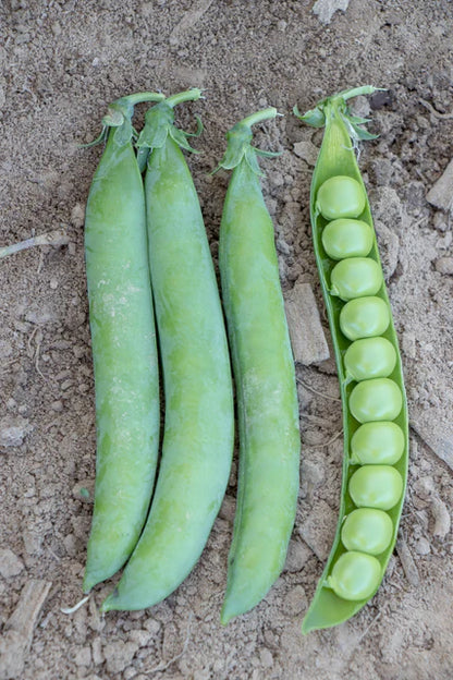 Peas PLS 595 WCS Seed