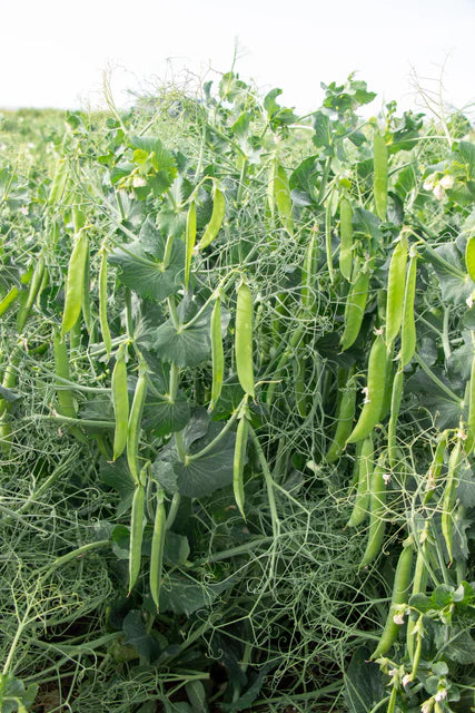Peas PLS 595 WCS Seed