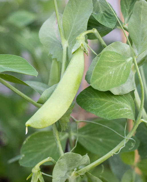 Peas Sugar Ann Organic WCS