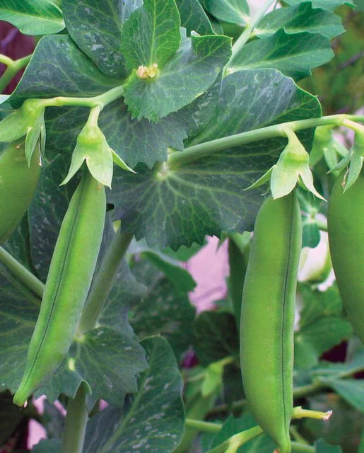 Peas Little Marvel WCS Seed SM