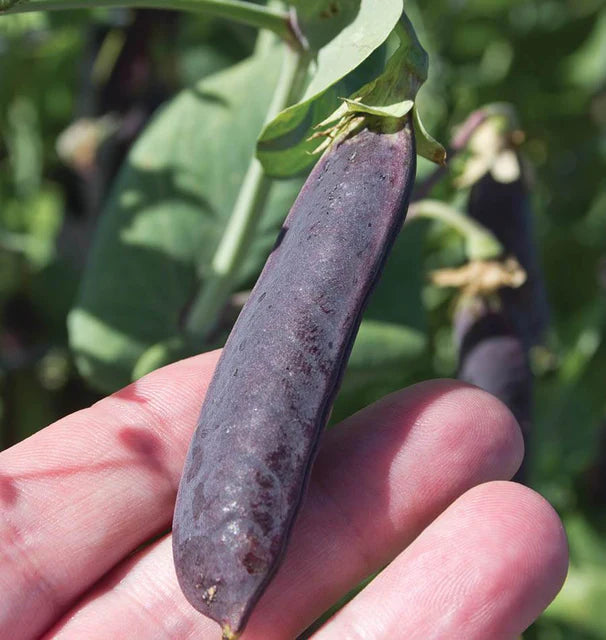 Peas Purple Mist Organic WCS Seed
