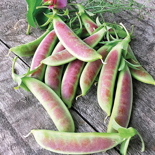 Pea Spring Blush MIgardener Seed