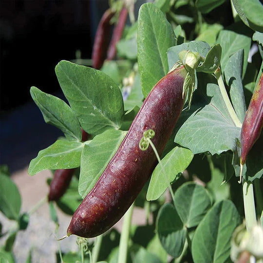 Pea Blue Shelling MIgardener Seed