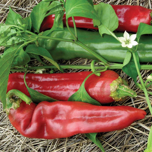 Pepper Big Jim MIgardener Seed