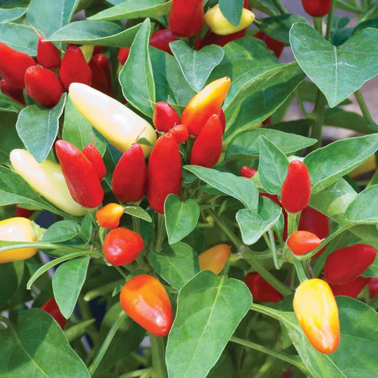 Pepper Tobasco MIgardener Seed