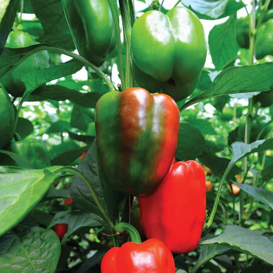 Pepper Yolo Bell Wonder MIgardener Seed