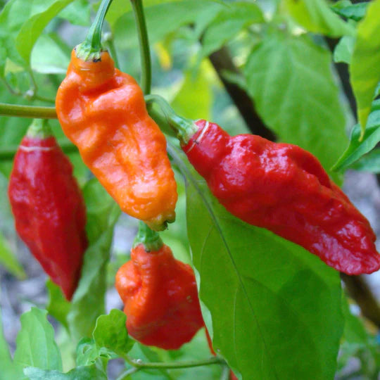 Pepper Ghost Bhut Jolokia MIgardener Seed