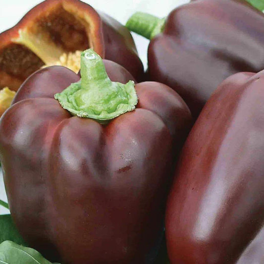 Pepper Chocolate Beauty Bell MIgardener Seed