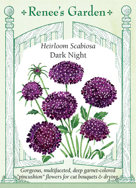 Scabiosa Heirloom Dark Night Pincushion